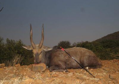 Bushbuck