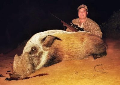Bushpig