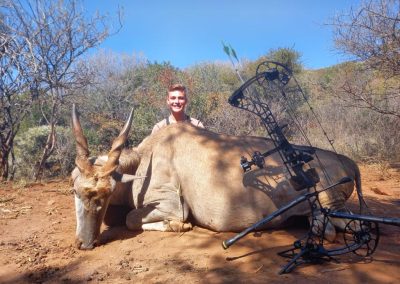 Cape Eland