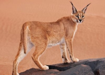 Caracal
