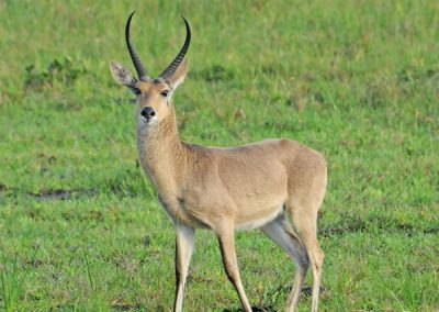 Common Reedbuck