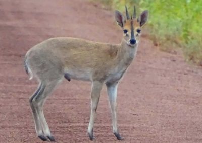 Common Duiker