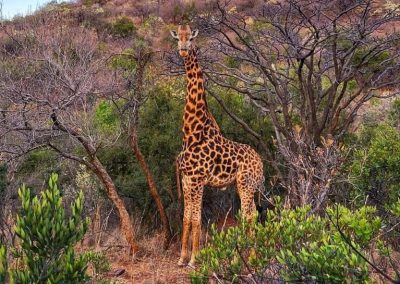 Giraffe