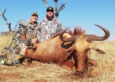 Golden Wildebeest