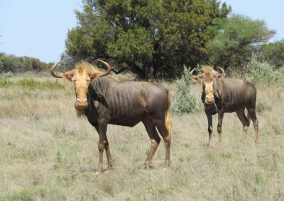 King Wildebeest