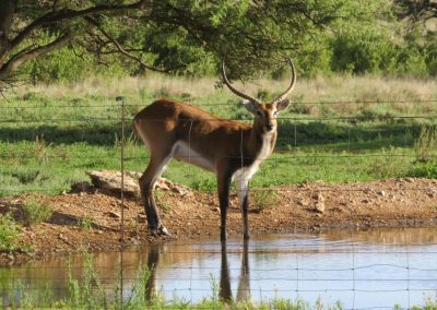 Lechwe