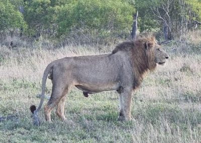 Lion