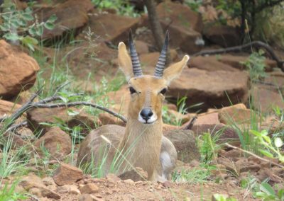 Mountain Reedbuck