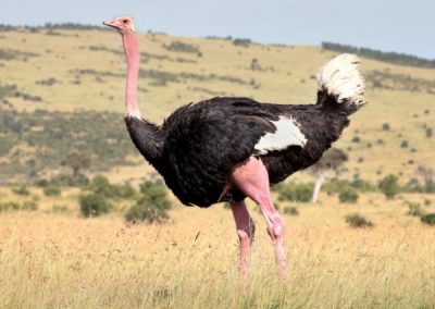 Ostrich