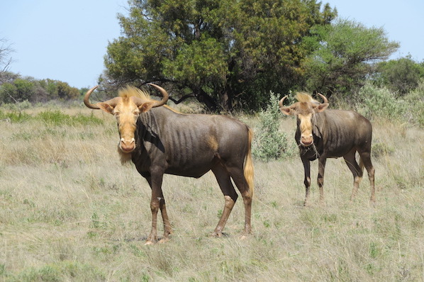 Pitlhwa Safaris Hunting in Africa Pitlhwa Safaris Hunting in Africa
