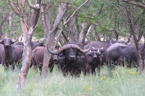 Pitlhwa Safaris Hunting in Mozambique Pitlhwa Safaris Hunting in Mozambique
