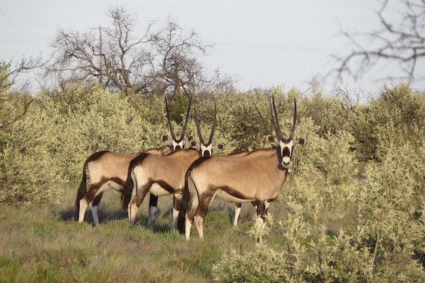 Pitlhwa Safaris Hunting Pitlhwa Safaris Hunting