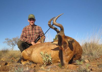 Red Hartebeest