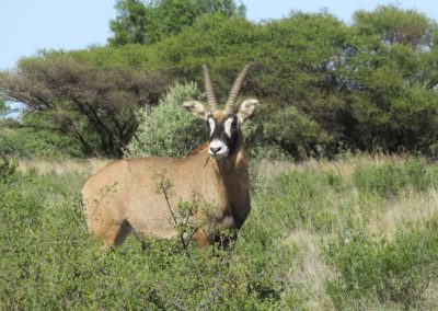 Roan Antelope