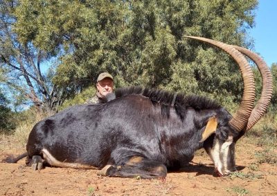 Sable Antelope