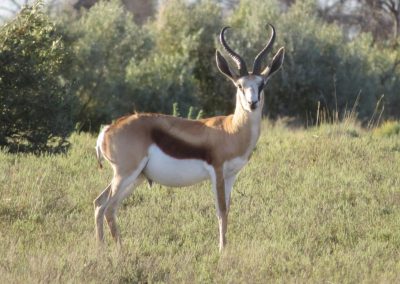 Springbuck