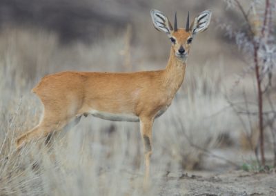 Steenbok