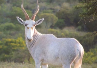 White Blesbuck