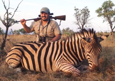 Zebra