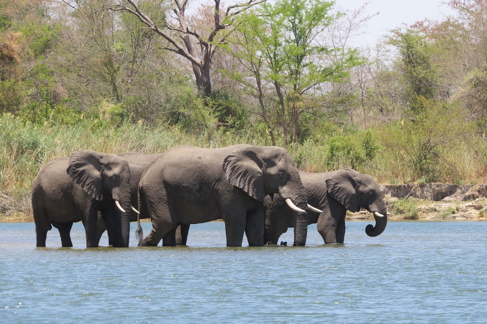 Pitlhwa Safaris - Day trips